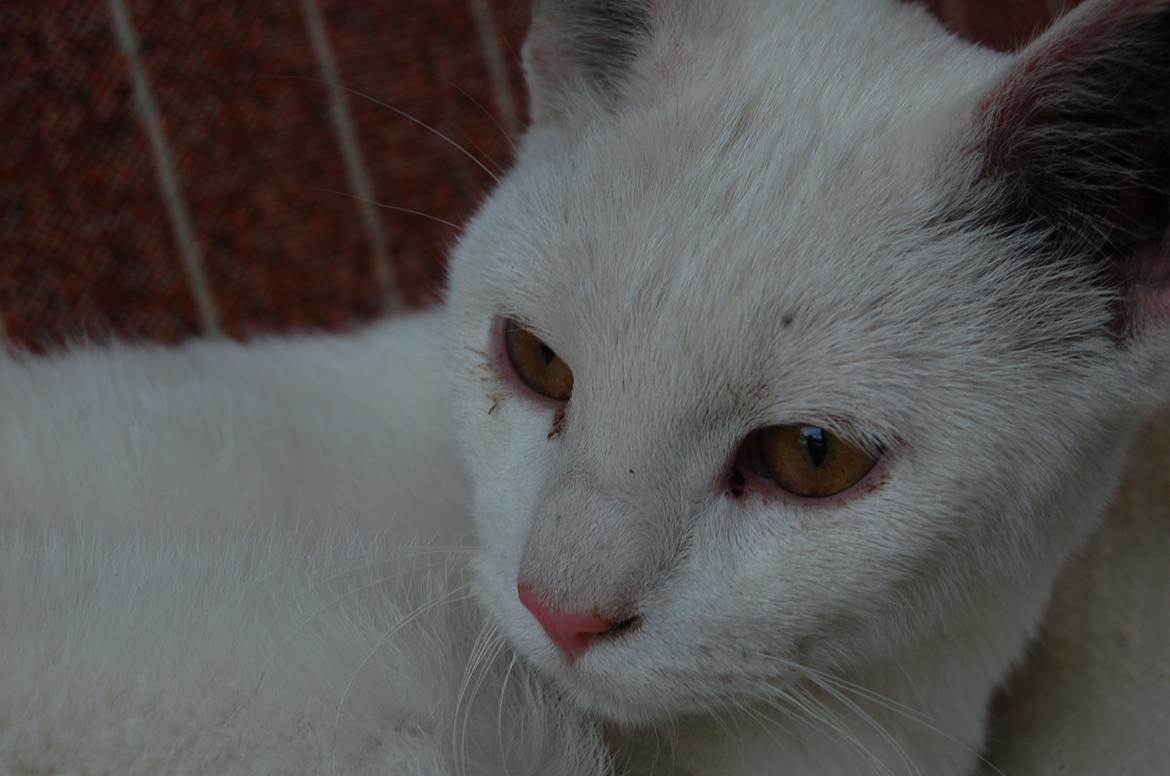 Blanding af racer Hittemitte billede 6