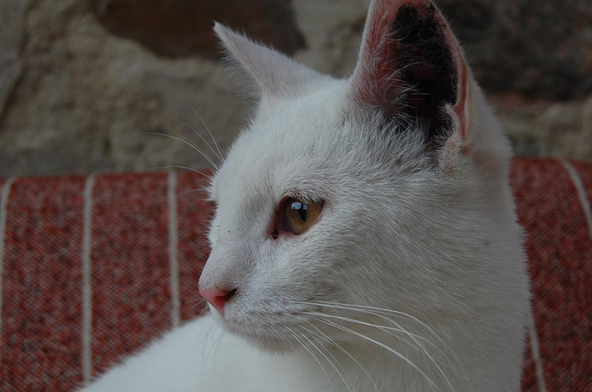 Blanding af racer Hittemitte billede 7