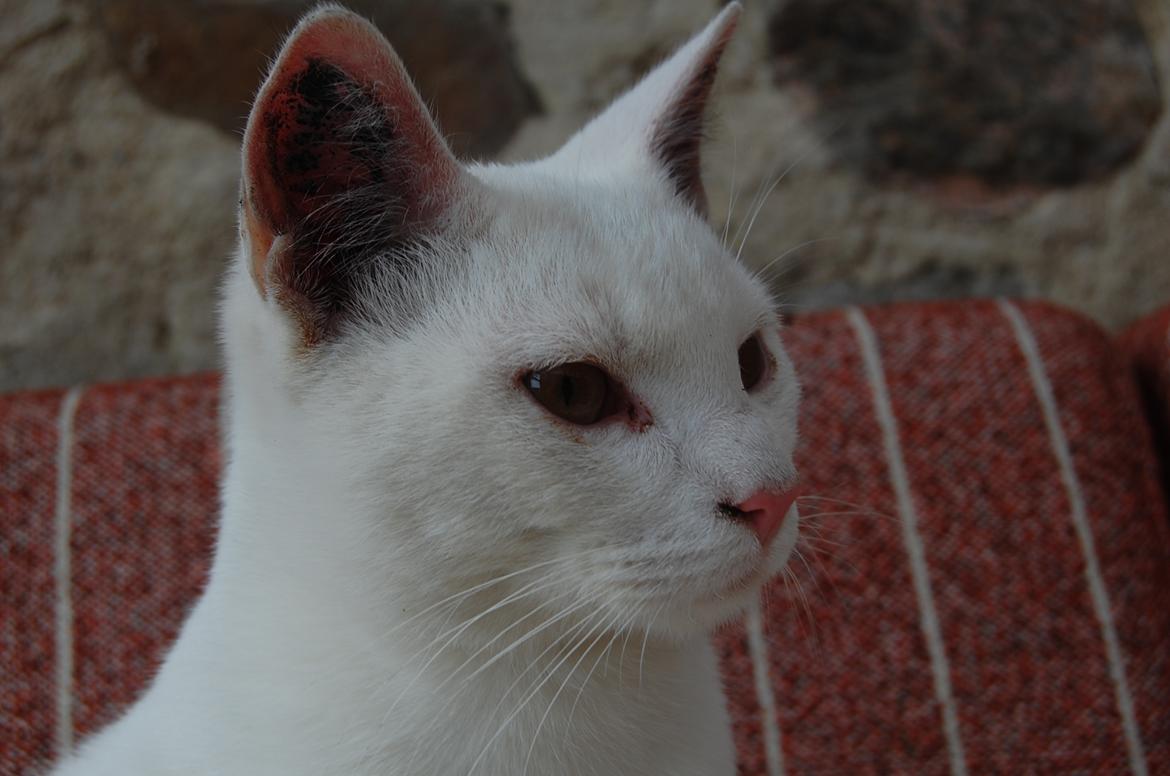 Blanding af racer Hittemitte billede 8