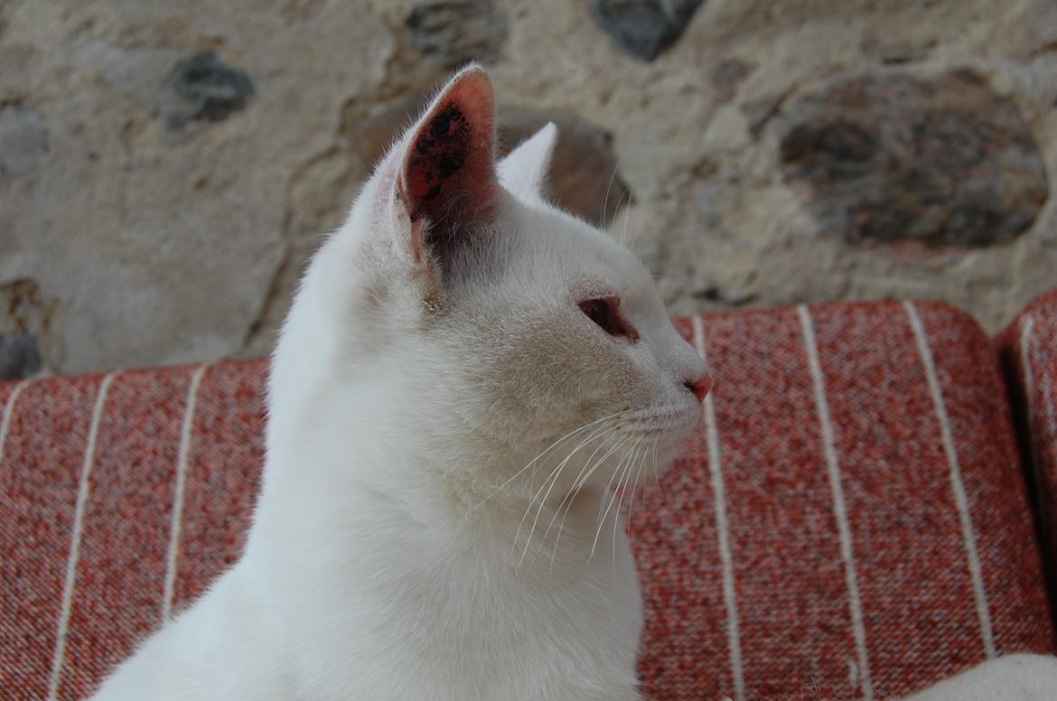 Blanding af racer Hittemitte billede 9