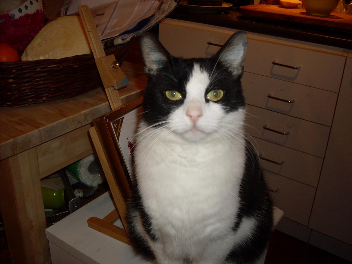 Huskat Buster billede 10