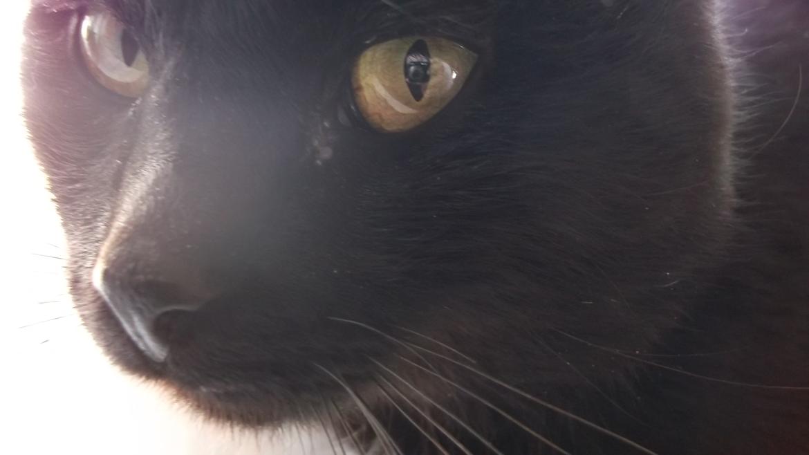 Huskat Baby/panter billede 3