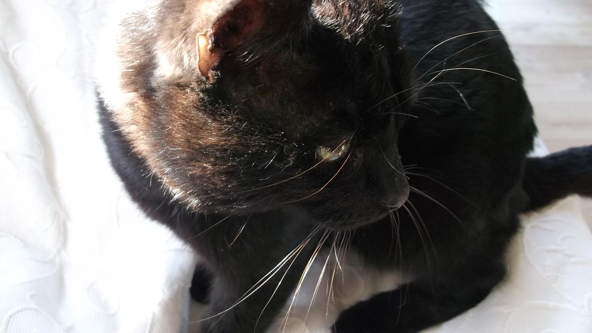 Huskat Baby/panter billede 4