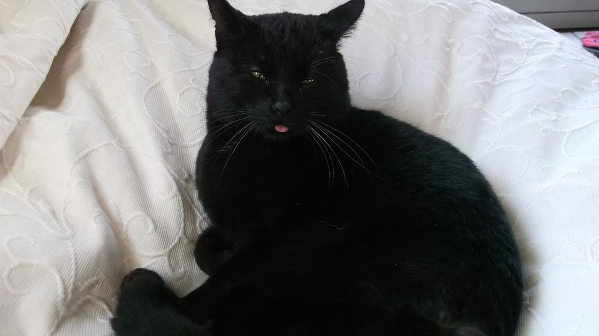 Huskat Baby/panter billede 18