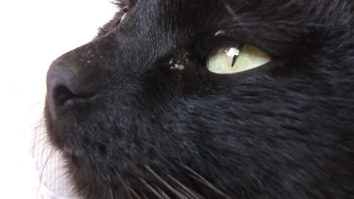 Huskat Baby/panter billede 1