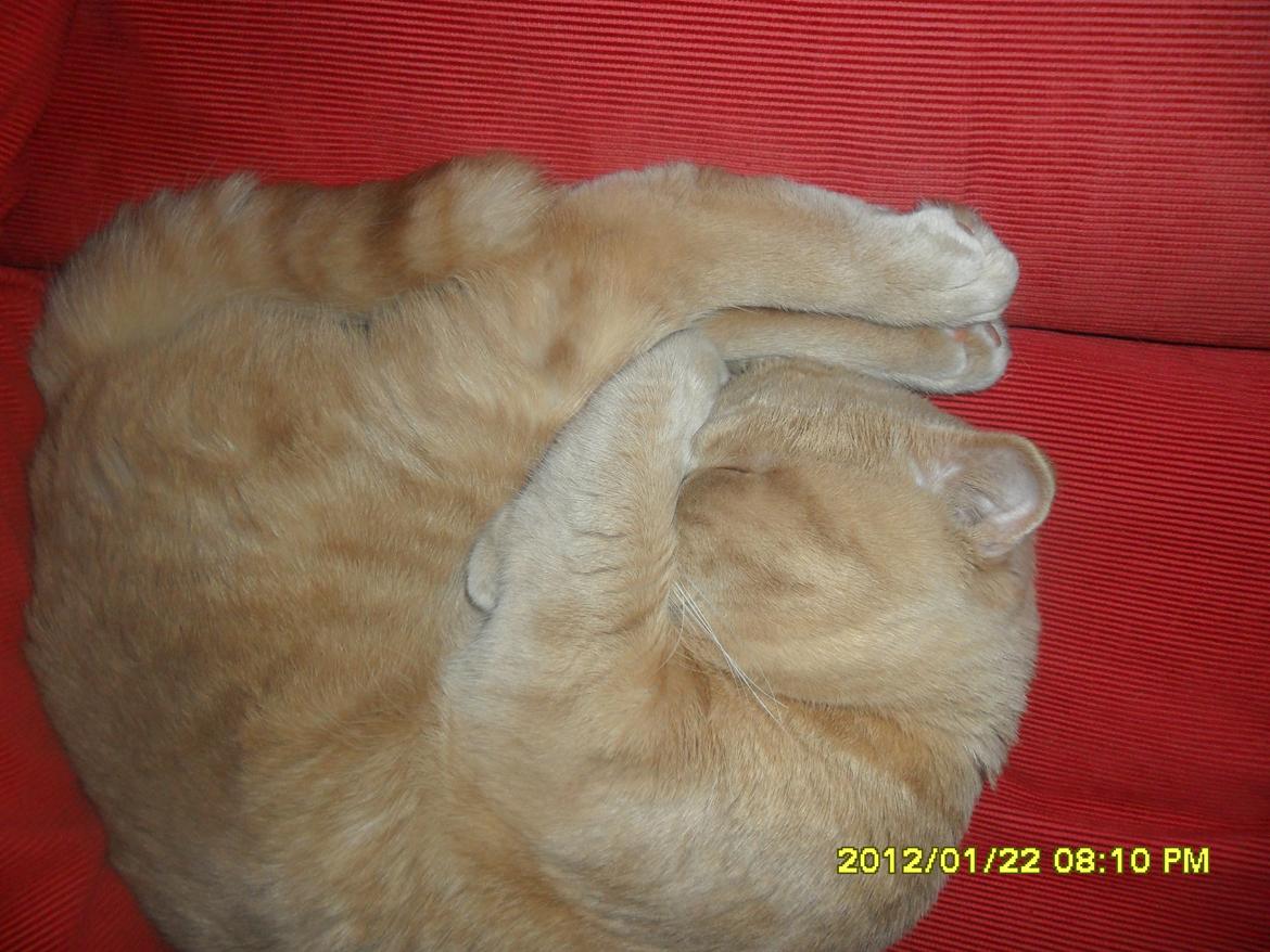 Scottish Fold Baileys - B. sover!  billede 6