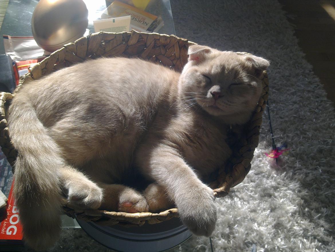 Scottish Fold Baileys - Han bare elsker at sove i vores frugtkurv!  billede 7