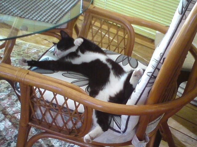 Huskat pusle - hvor er det god at være kat billede 6