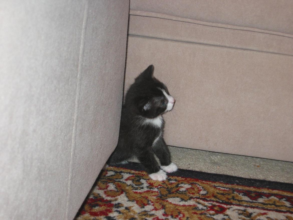 Huskat pusle - hvorfor er alt omkring mig så stort billede 1