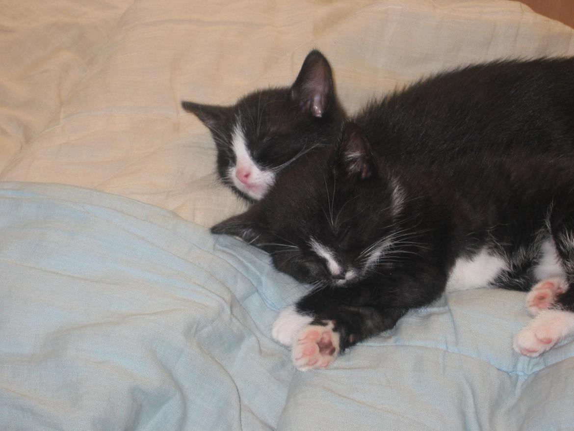 Huskat pusle - mig og min bror mand  billede 2