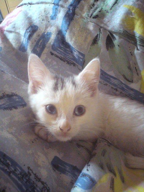 Huskat elvis - elvis billede 1