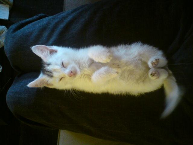 Huskat elvis - selv i den alder kunne jeg flade ud billede 2