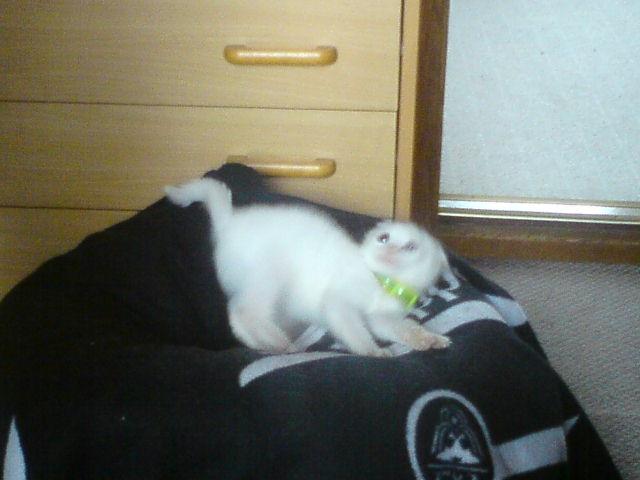 Huskat elvis - jeg er en vildmis billede 3