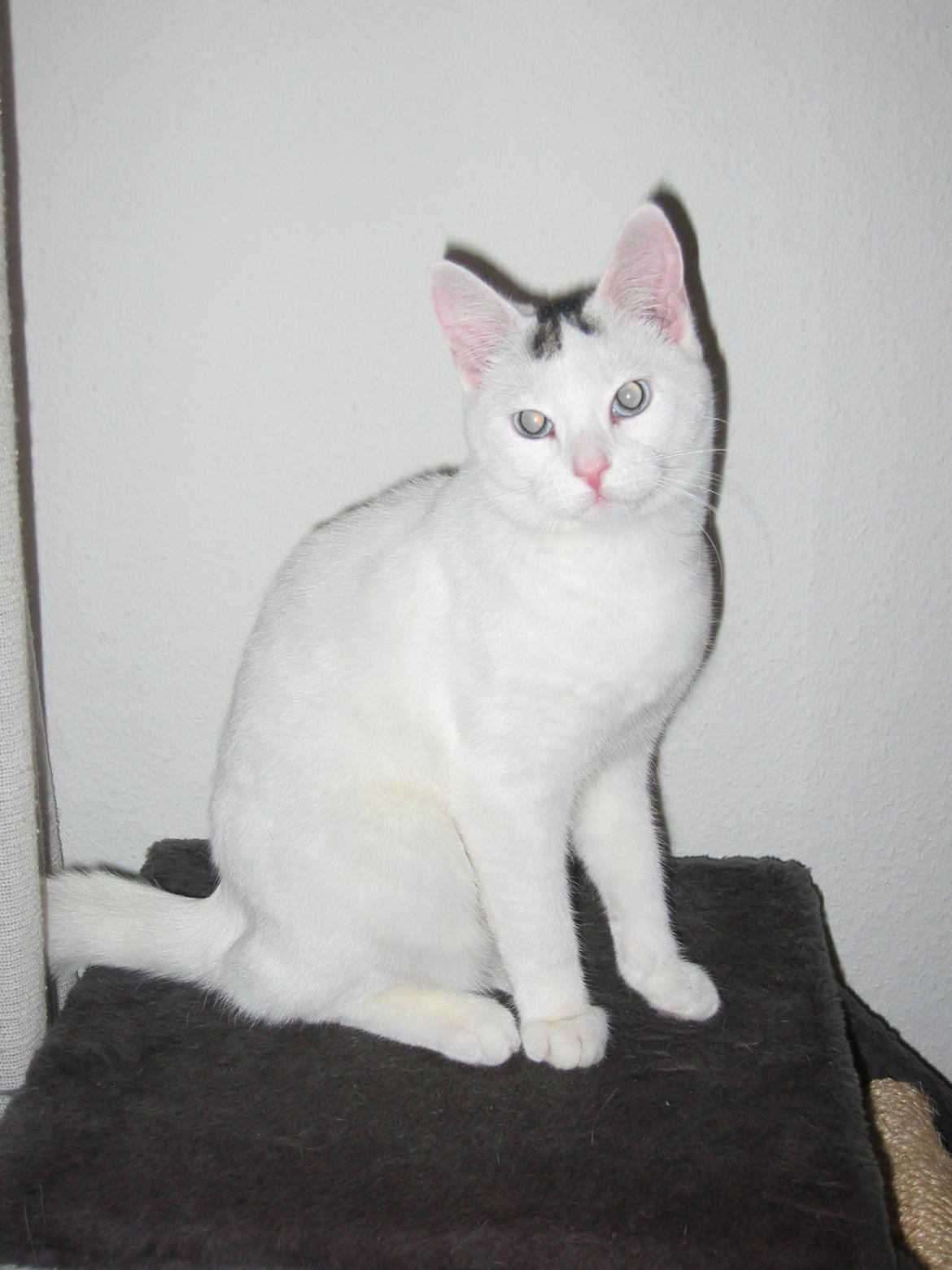 Huskat elvis - så fin jeg er billede 4