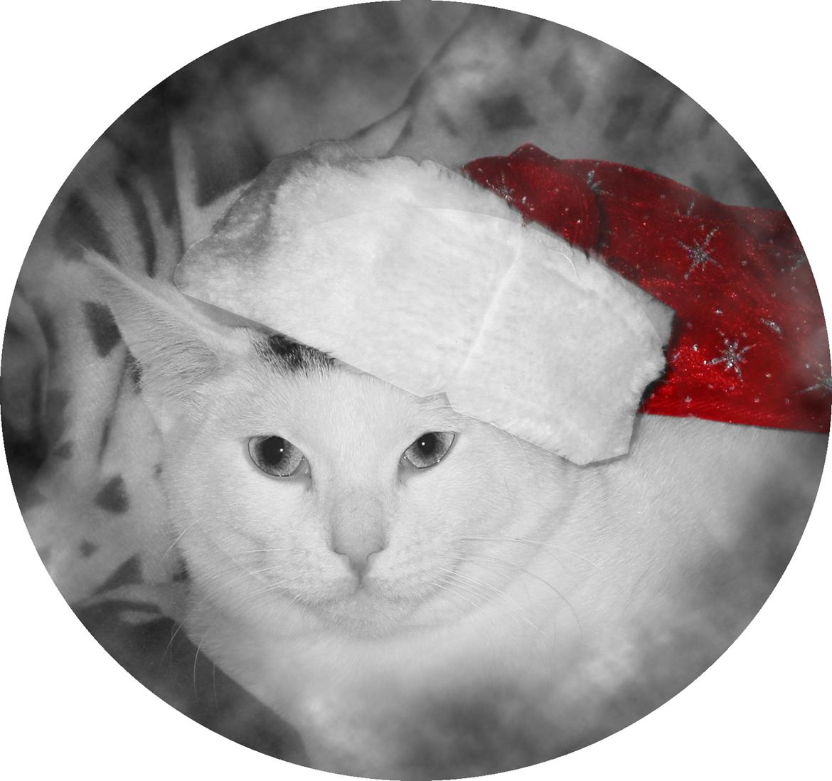 Huskat elvis - jeg holder også jul 
 billede 5