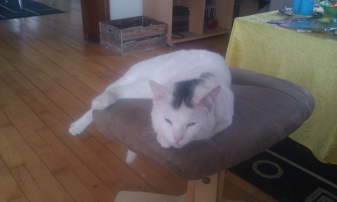 Huskat elvis -  zzz træt  billede 6