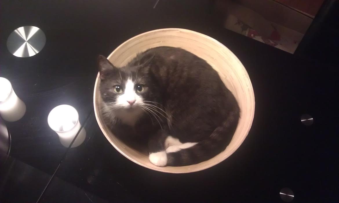 Huskat Baby - Baby billede 1