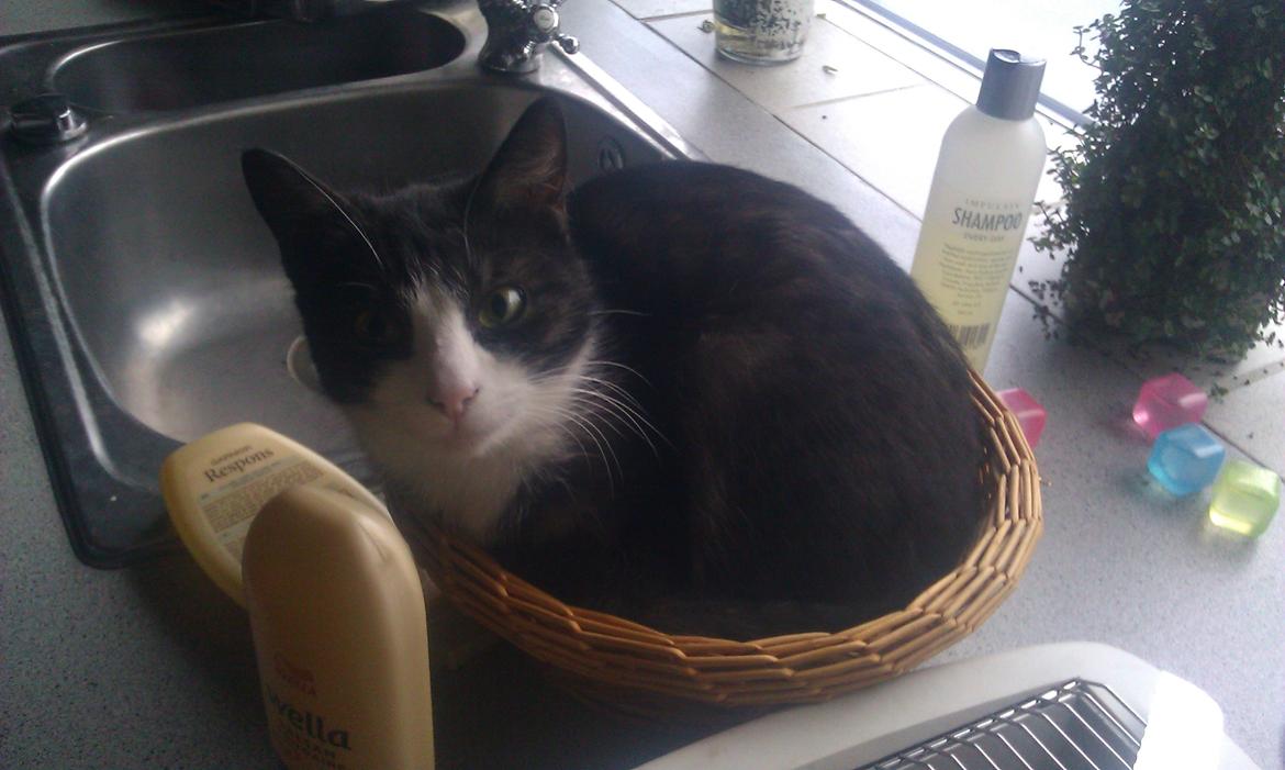 Huskat Baby - kan godt lige at lægge i kurve og skåle  billede 2