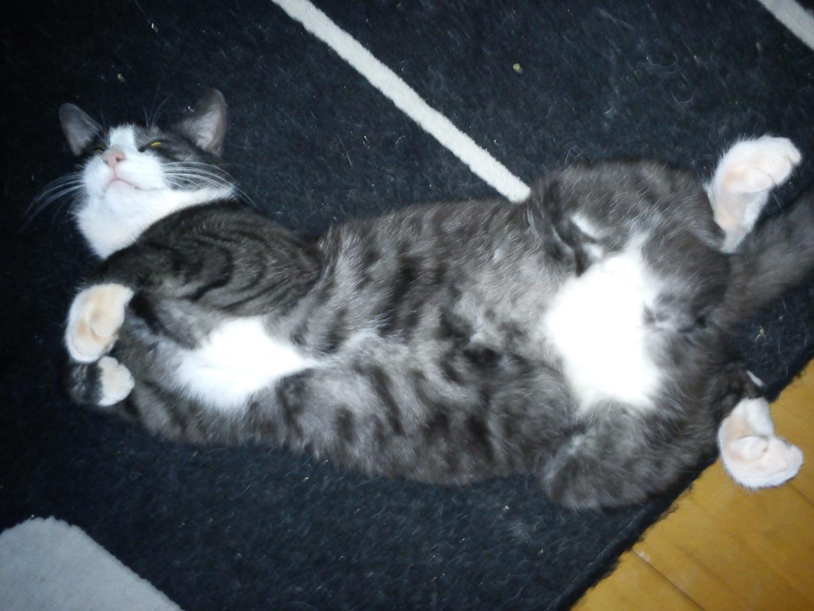 Huskat Baby - flader ud  billede 3