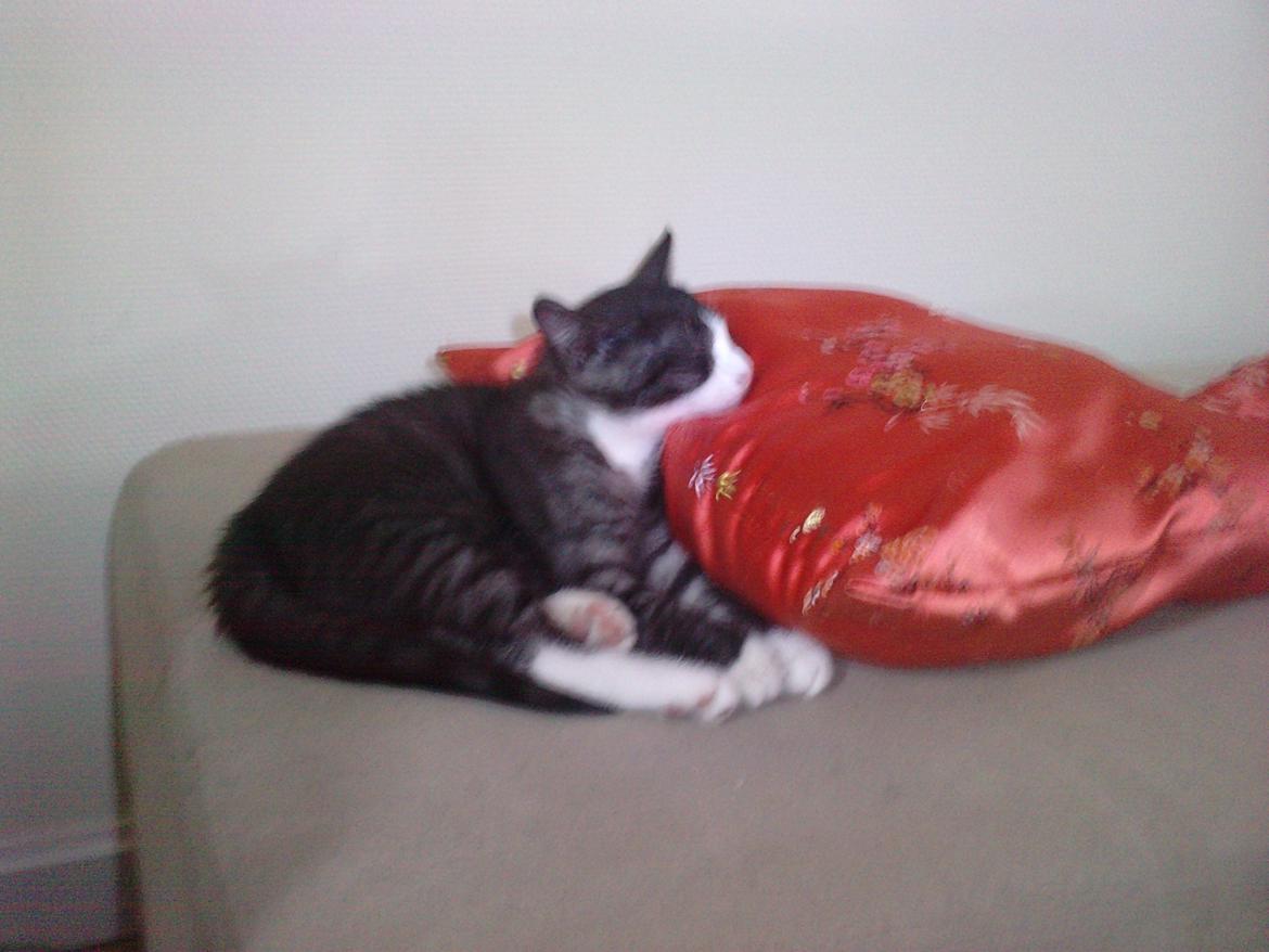 Huskat Baby - det er lidt hårdt at være en lille kat  billede 4