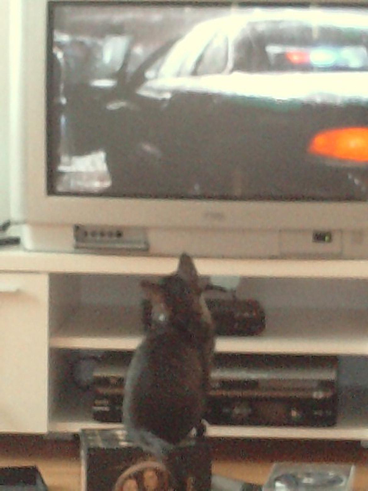 Huskat Baby - så er det tv tid  billede 5