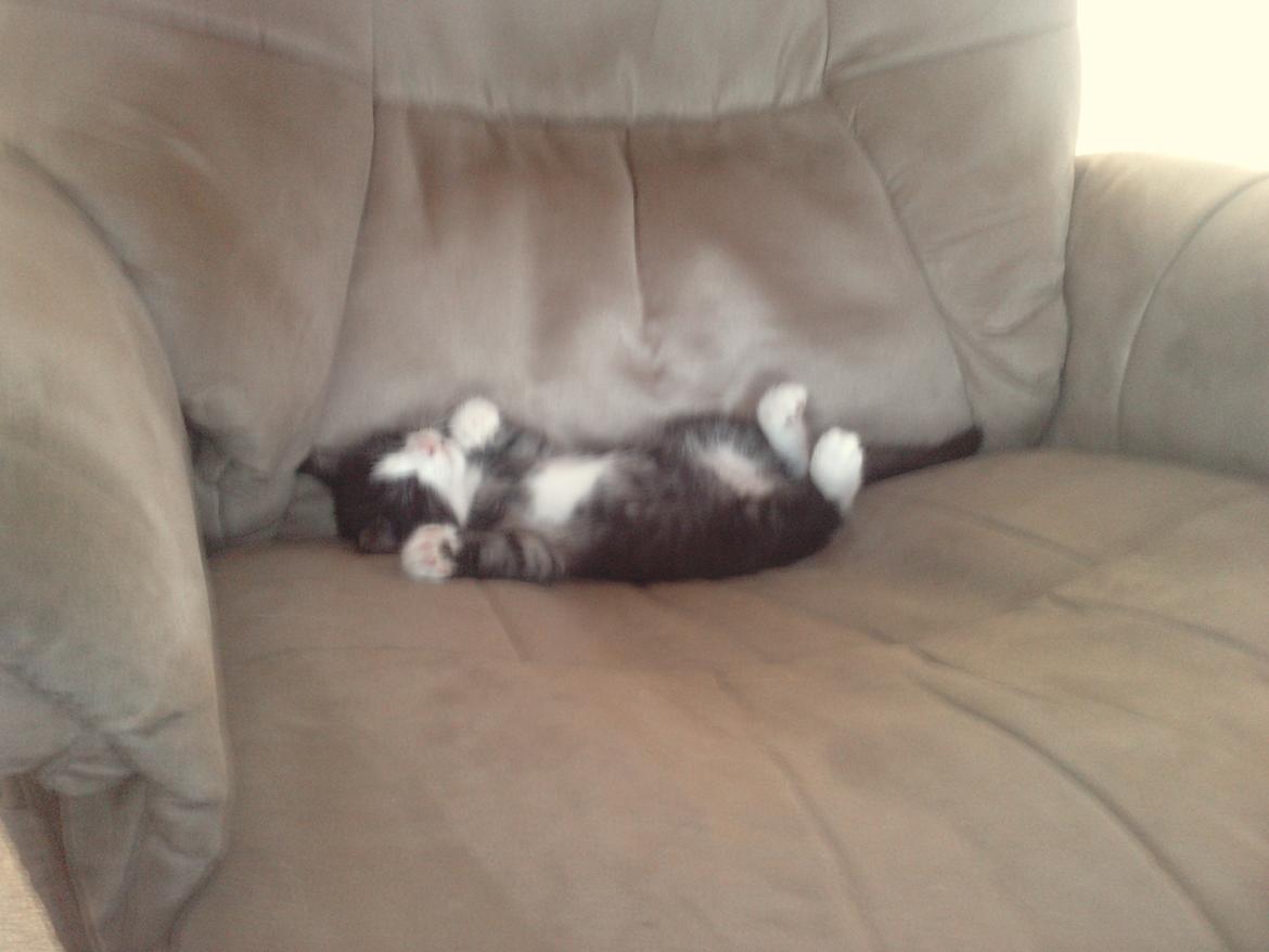 Huskat Baby - stor stol til lille mig  billede 6