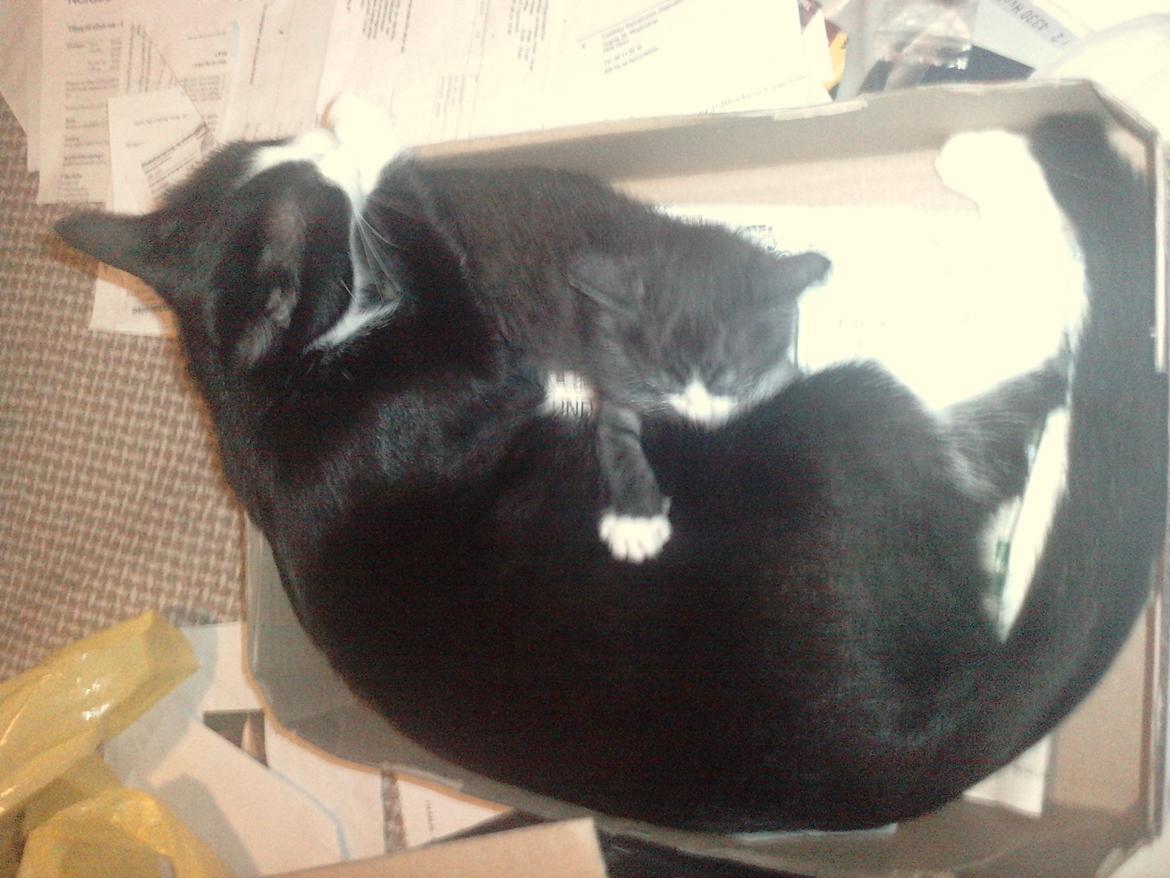 Huskat Baby - mig og min mor (pusle) billede 7