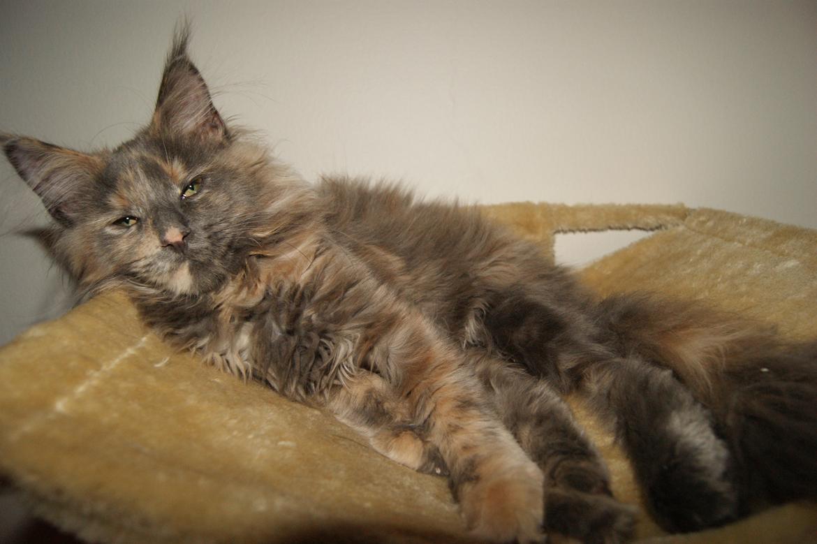 Maine Coon Caemsocoons  Secret Obsession billede 4