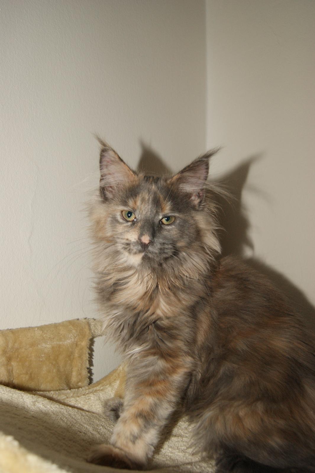Maine Coon Caemsocoons  Secret Obsession billede 5