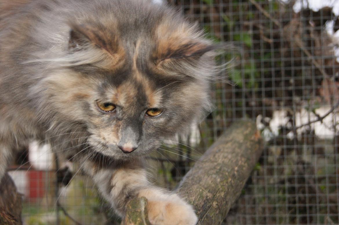 Maine Coon Caemsocoons  Secret Obsession billede 6