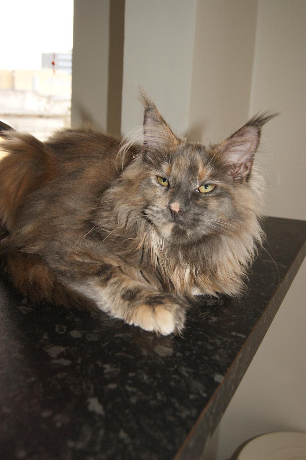 Maine Coon Caemsocoons  Secret Obsession billede 7