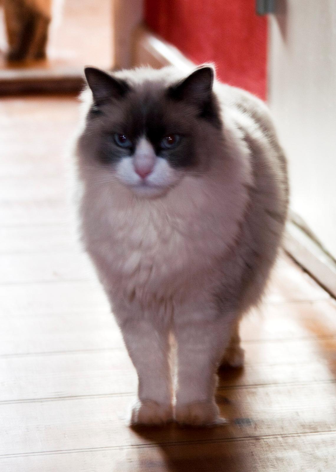 Ragdoll Meimei billede 4