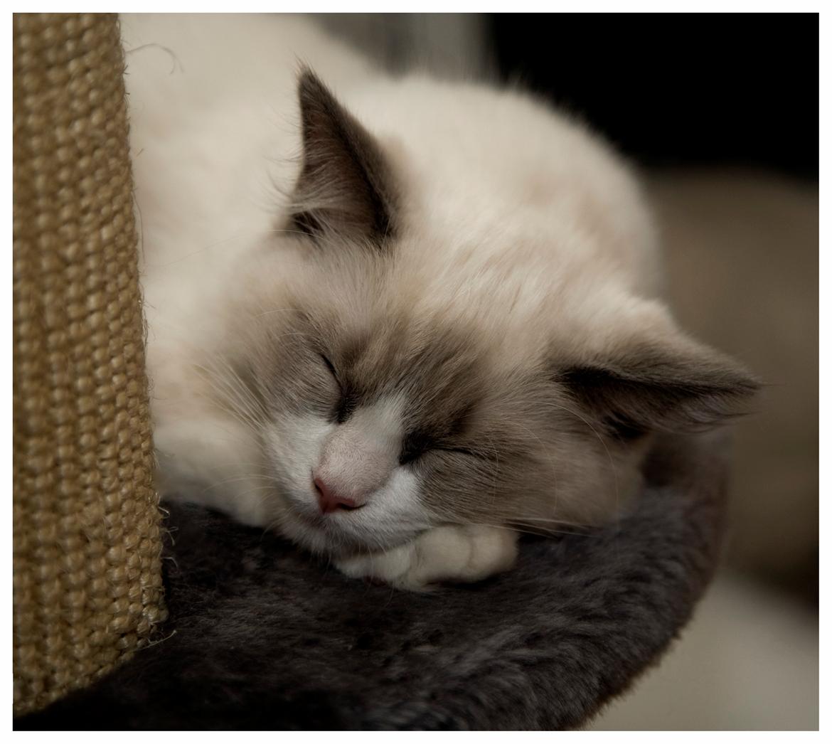 Ragdoll Meimei billede 5