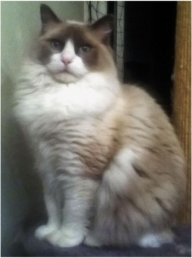 Ragdoll Meimei billede 2