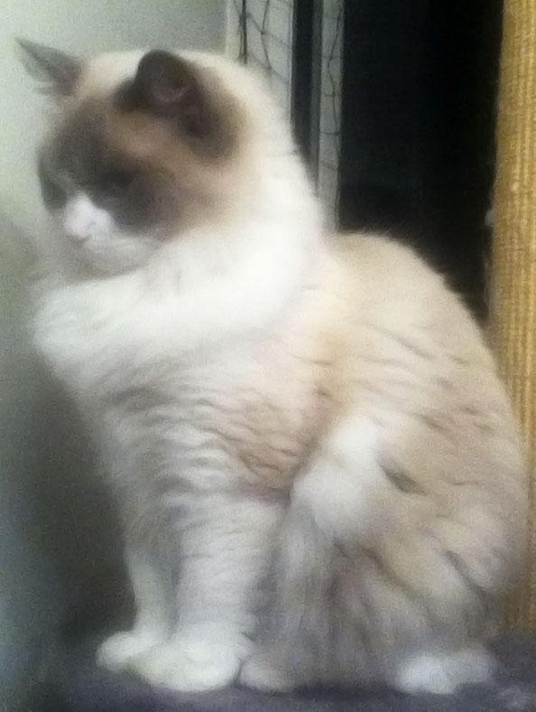Ragdoll Meimei billede 3