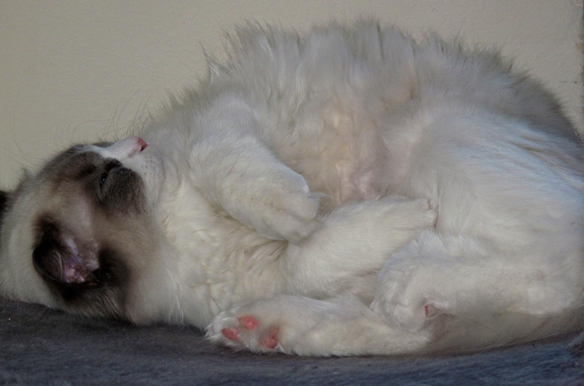 Ragdoll Meimei billede 6