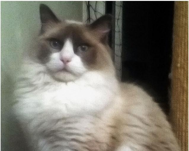 Ragdoll Meimei billede 1