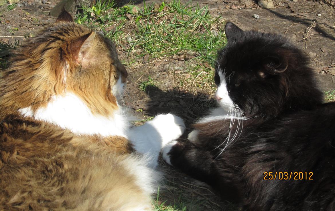 Blanding af racer <3 Miv <3 - # 11. Miv og Loui tag sol :P 
25 marts 2012 billede 11