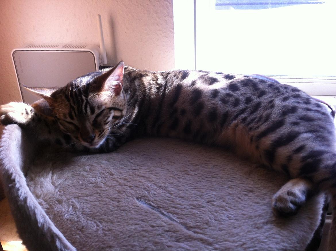 Bengal Cheeky Spots of Golden Haze DK, Benjii - slænger sig i solen. billede 1