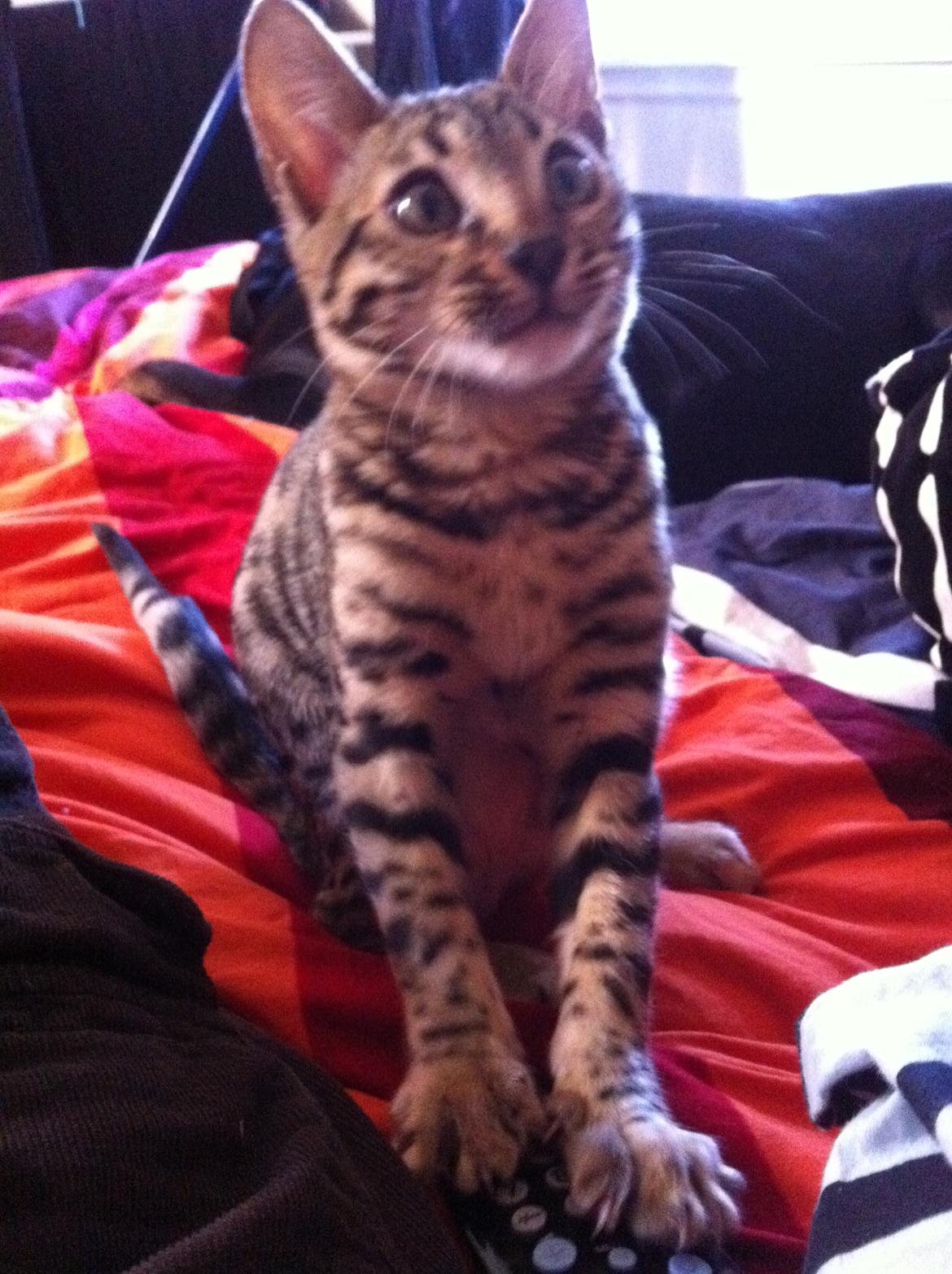 Bengal Cheeky Spots of Golden Haze DK, Benjii billede 2