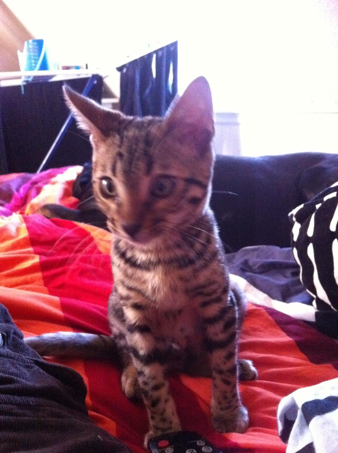 Bengal Cheeky Spots of Golden Haze DK, Benjii billede 3