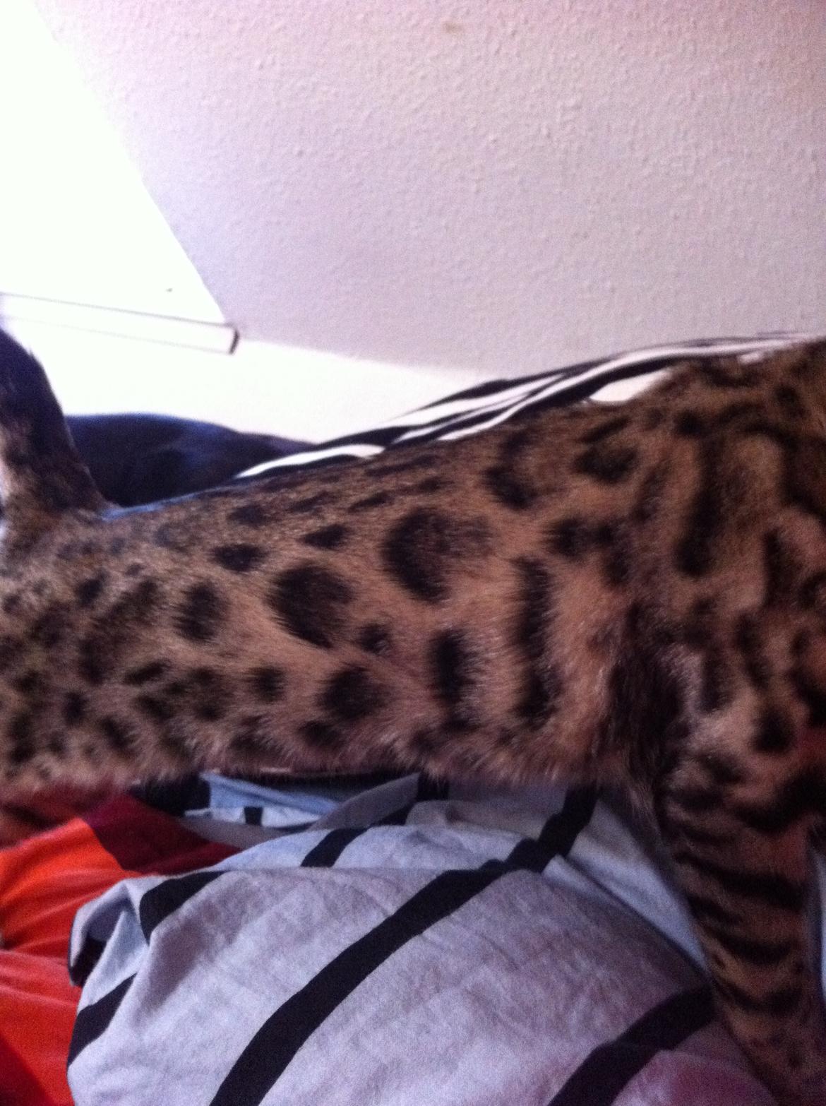 Bengal Cheeky Spots of Golden Haze DK, Benjii - Her kan man rigtigt se de flotte "frække" pletter :) billede 4