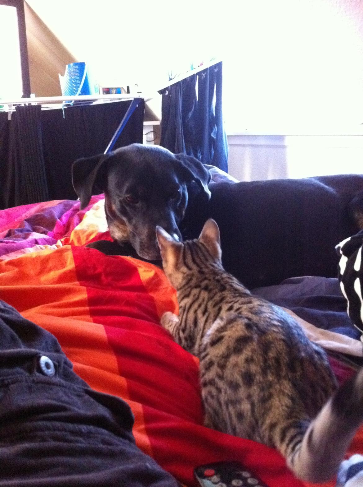 Bengal Cheeky Spots of Golden Haze DK, Benjii - Første møde med Buller, han er jo slet ikke så farlig endda. billede 5