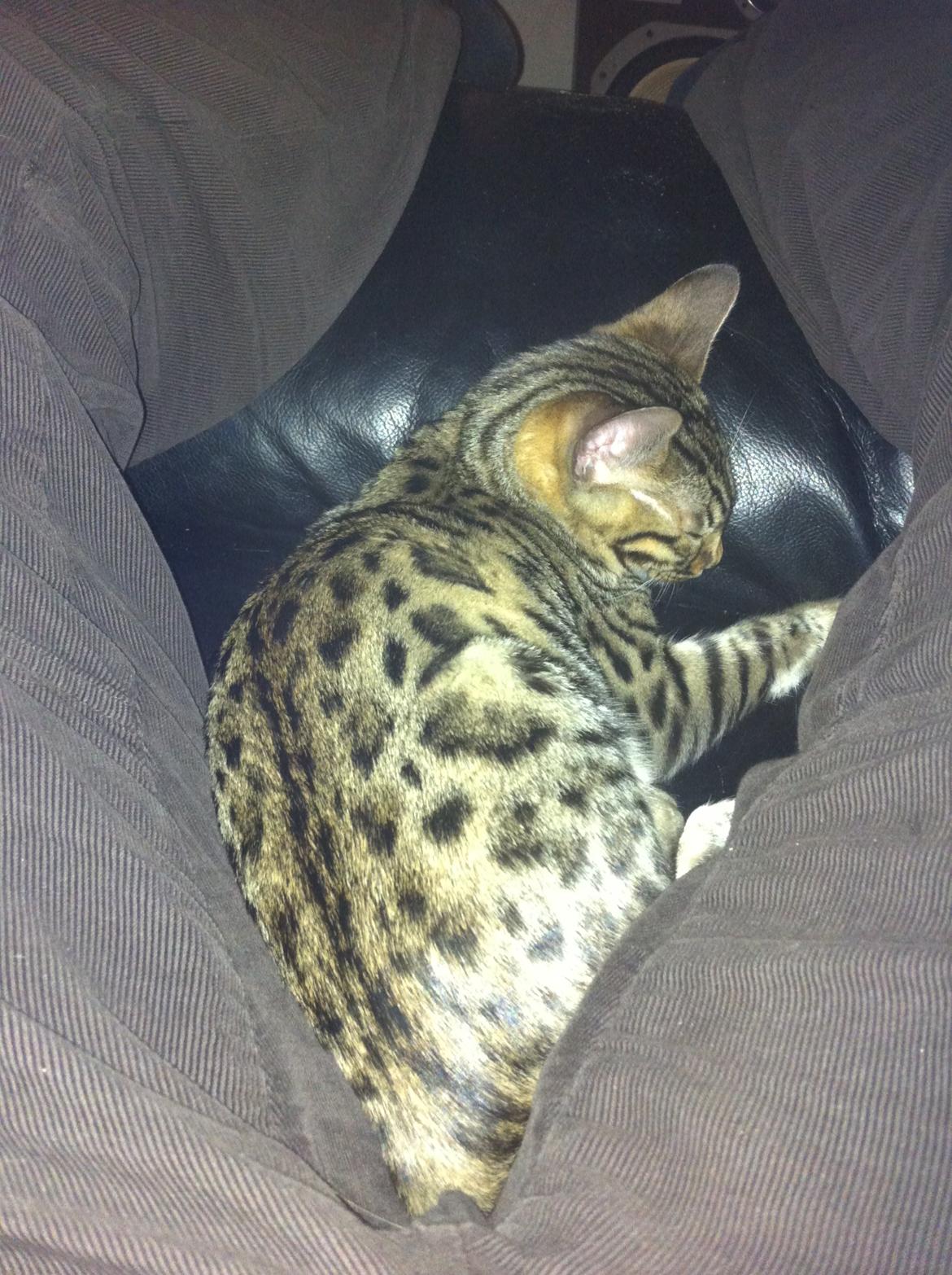 Bengal Cheeky Spots of Golden Haze DK, Benjii billede 6