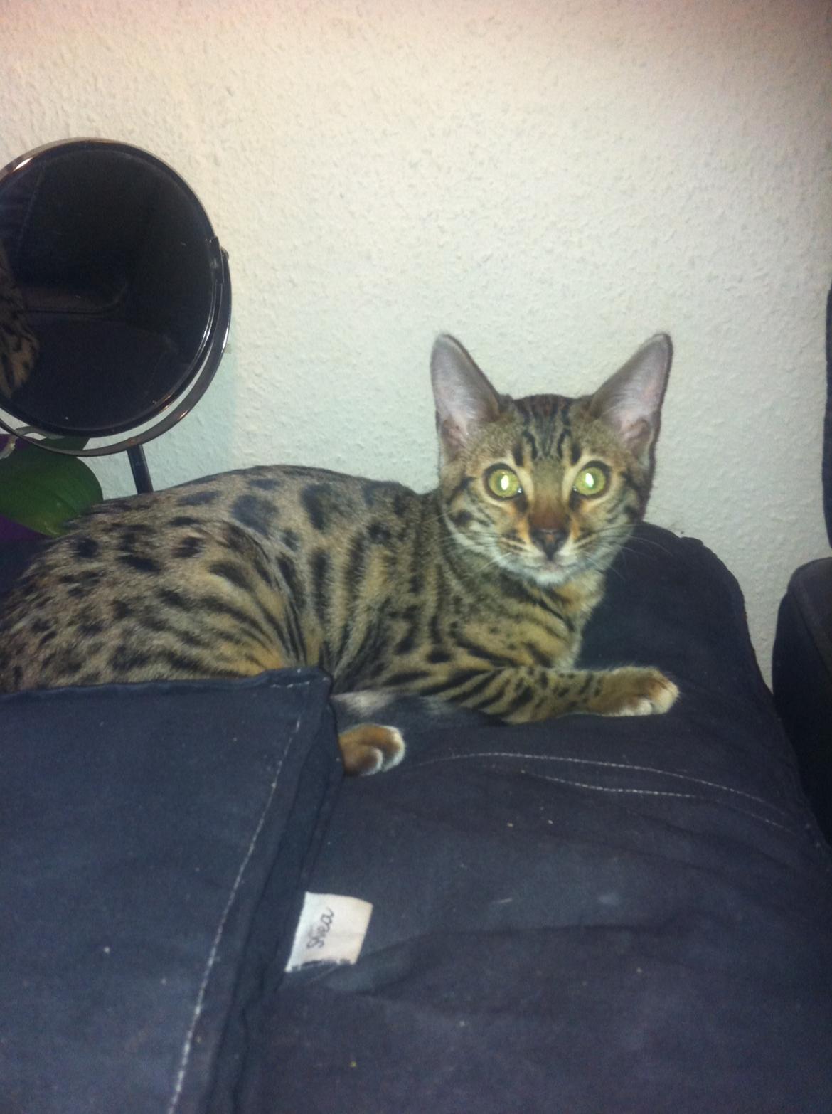Bengal Cheeky Spots of Golden Haze DK, Benjii billede 7
