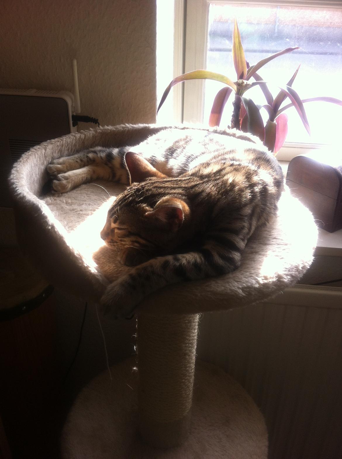 Bengal Cheeky Spots of Golden Haze DK, Benjii billede 8