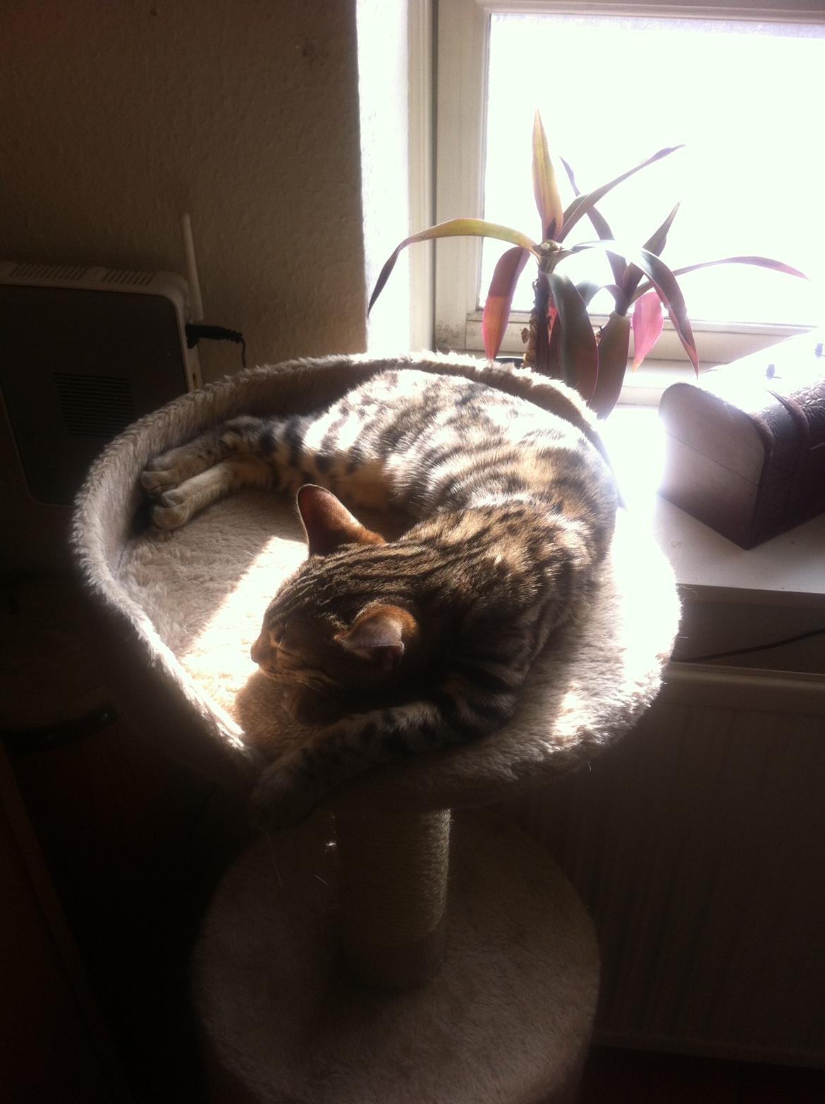 Bengal Cheeky Spots of Golden Haze DK, Benjii billede 9