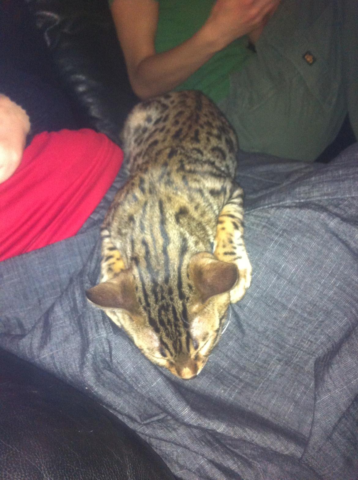 Bengal Cheeky Spots of Golden Haze DK, Benjii - slænger sig hos Karina, Benjii er meget social. billede 10