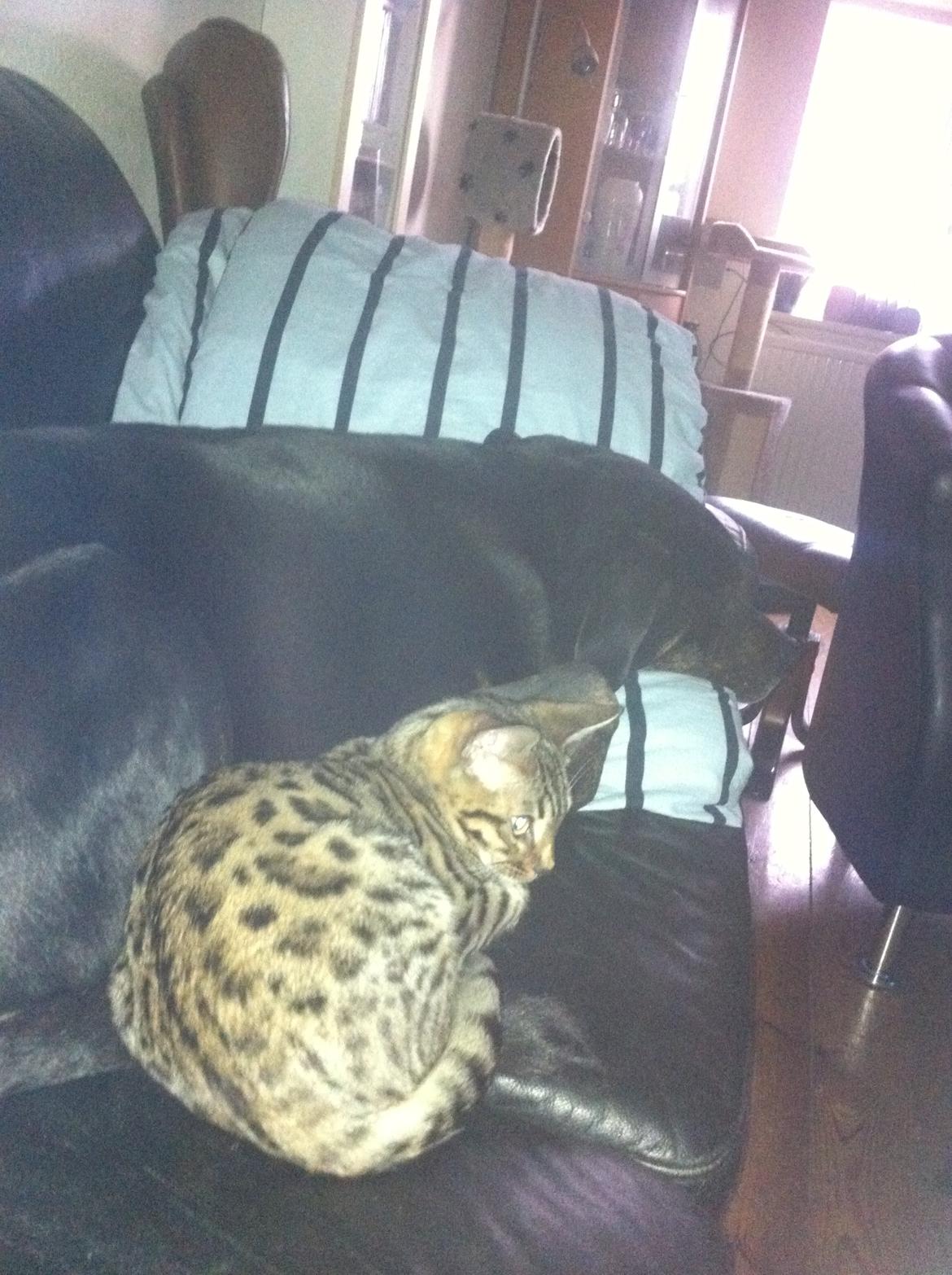 Bengal Cheeky Spots of Golden Haze DK, Benjii - "Må jeg godt putte lidt med dig?" billede 11