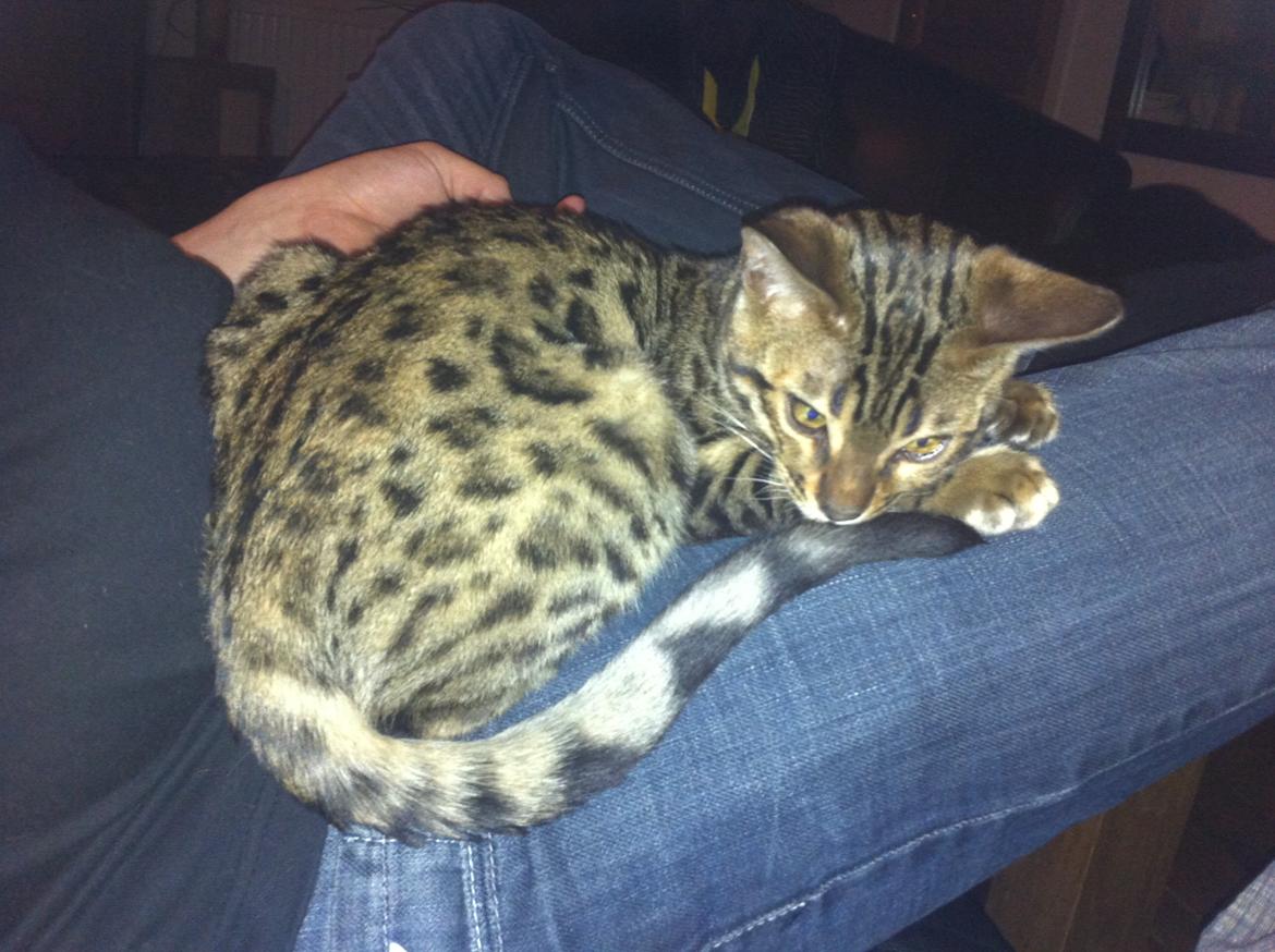 Bengal Cheeky Spots of Golden Haze DK, Benjii billede 12